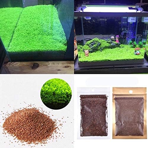 Aquarium Grass Plants Seeds Double leaf