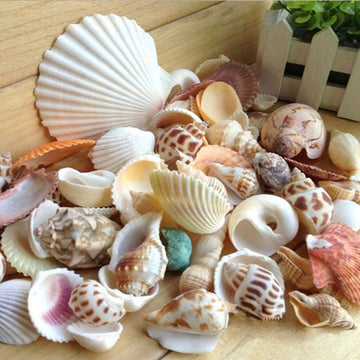 Sea Shell Mixed 500 g for Aquarium Decoration