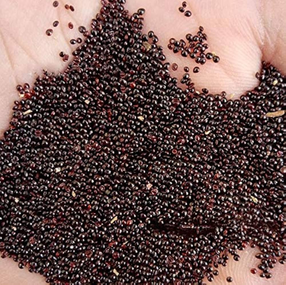 Amaranthus Arun Red Seeds (Red Spinach) Mannuthy Variety - 3 Grams/pack