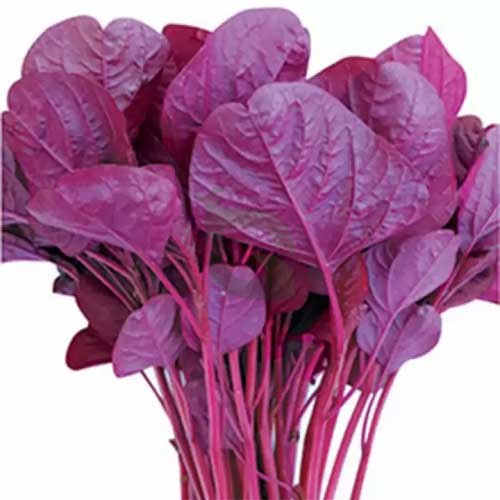 Amaranthus Arun Red Seeds (Red Spinach) Mannuthy Variety - 3 Grams/pack