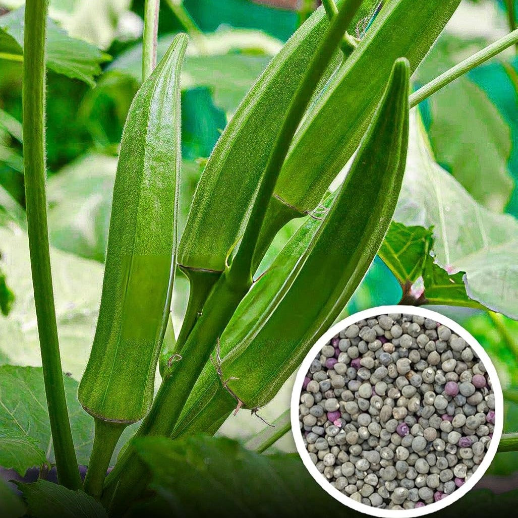 Anjitha Ladies Finger seeds (Premium Venda seeds) - Mannuthy Variety (4 Grams packet)