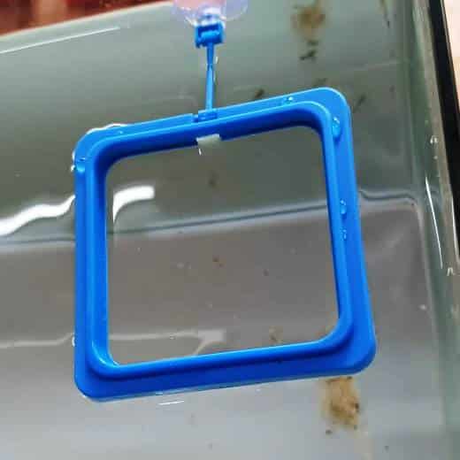 Aquarium Fish feeding Floating ring Square Shape - 2