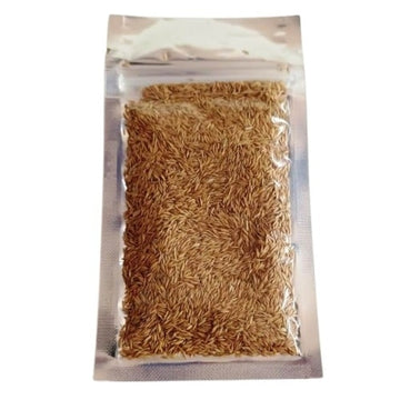 Aquarium Grass Plants Seeds - Small Cowhair grass