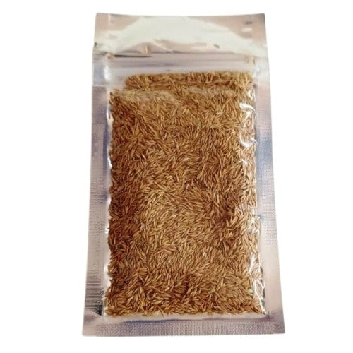 Aquarium Grass Plants Seeds - Small Cowhair grass