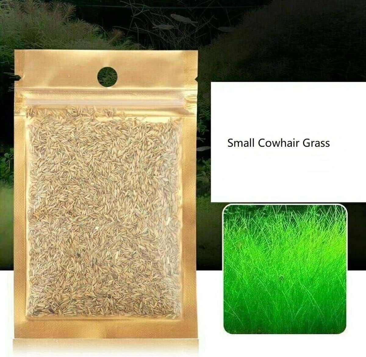 Aquarium Grass Plants Seeds - Small Cowhair grass - 2