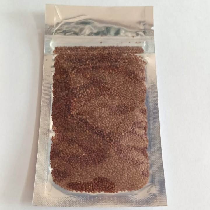 Aquarium Grass Plants Seeds - No 2 - 2