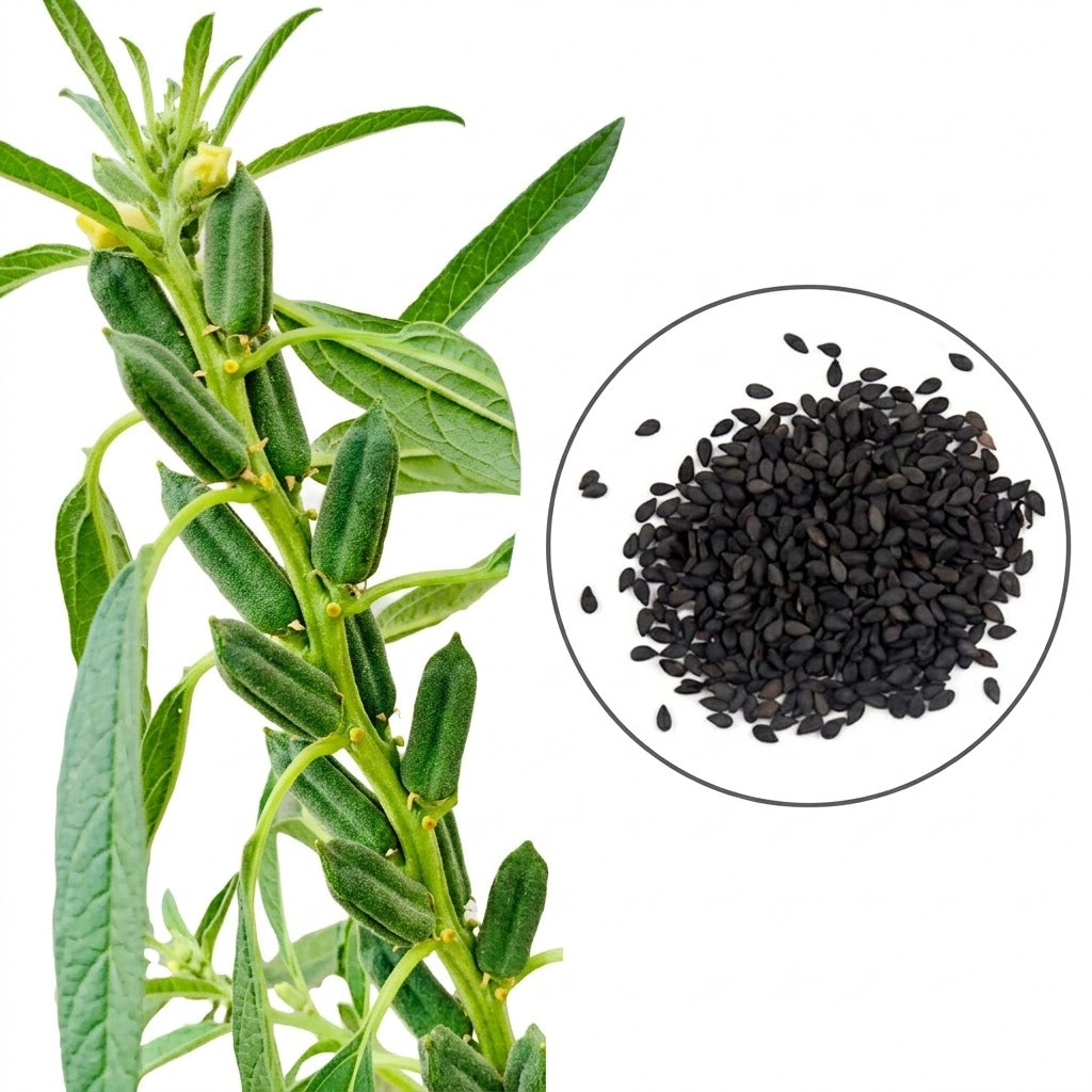Black Sesame Seeds (Ellu Seeds) - Mannuthy Variety 10 Grams/pack
