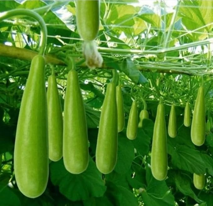 Bottle Gourd Arka Bahar Seeds 20 Pcs – Premium Chiranga Seeds (Mannuthy Variety) - 4