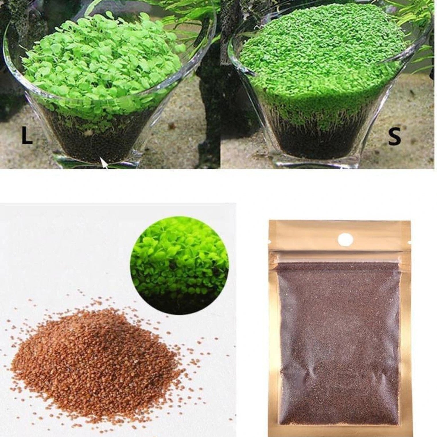 Premium Carpet Grass Seeds for Planted Aquariums