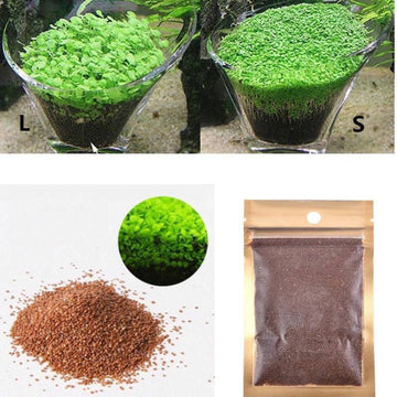 Premium Carpet Grass Seeds for Planted Aquariums
