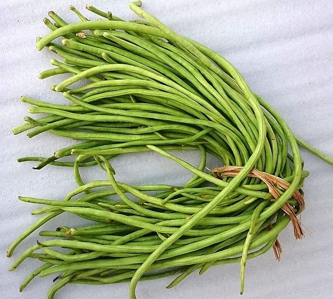 Cowpea Geethika Seeds 30 Pcs – Premium Long Green Payar (Mannuthy Variety) - 3