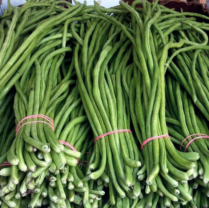 Cowpea Geethika Seeds 30 Pcs – Premium Long Green Payar (Mannuthy Variety) - 4