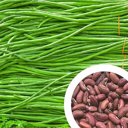 Cowpea Geethika Seeds 30 Pcs – Premium Long Green Payar (Mannuthy Variety)