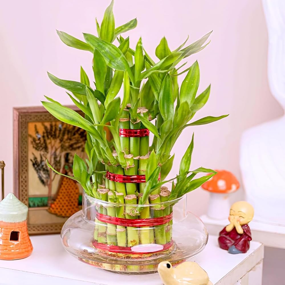 Glass Bowl Planter for Lucky Bamboo & Money Plant (6 Inch)