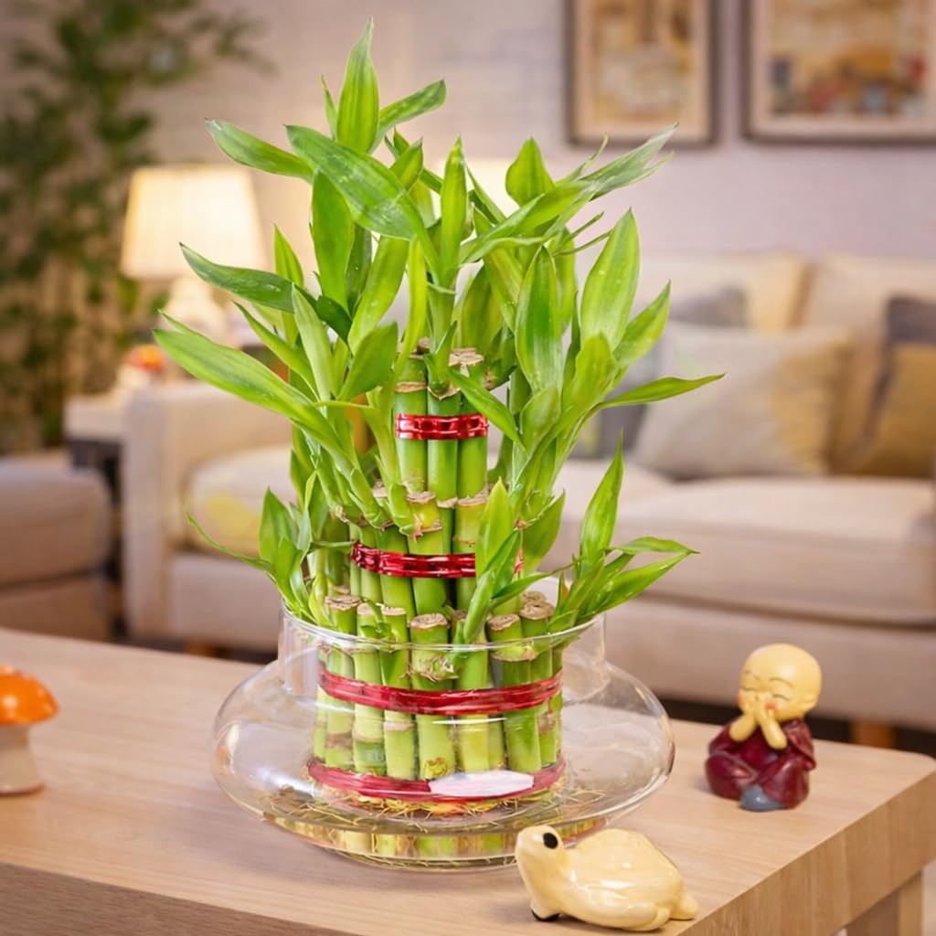 Glass Bowl Planter for Lucky Bamboo & Money Plant (6 Inch)