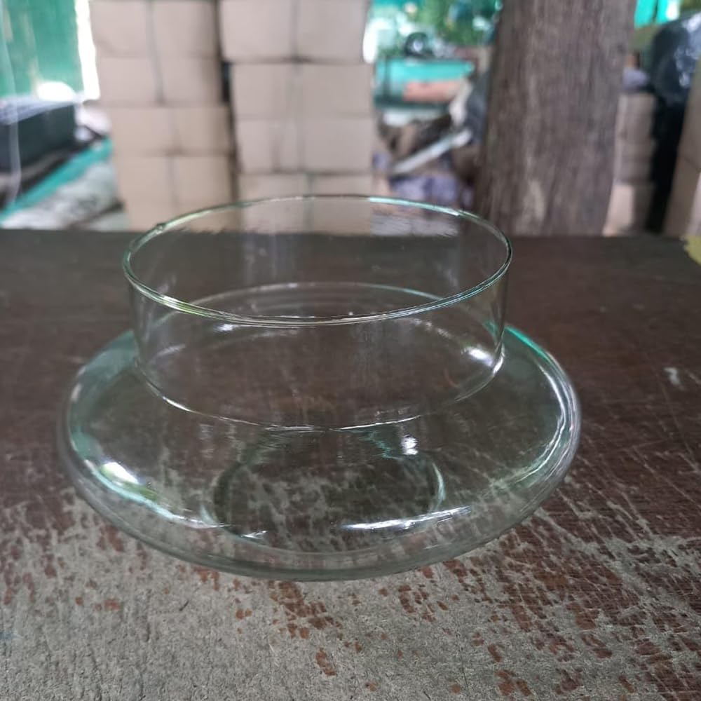 Glass Bowl Planter for Lucky Bamboo & Money Plant (6 Inch)