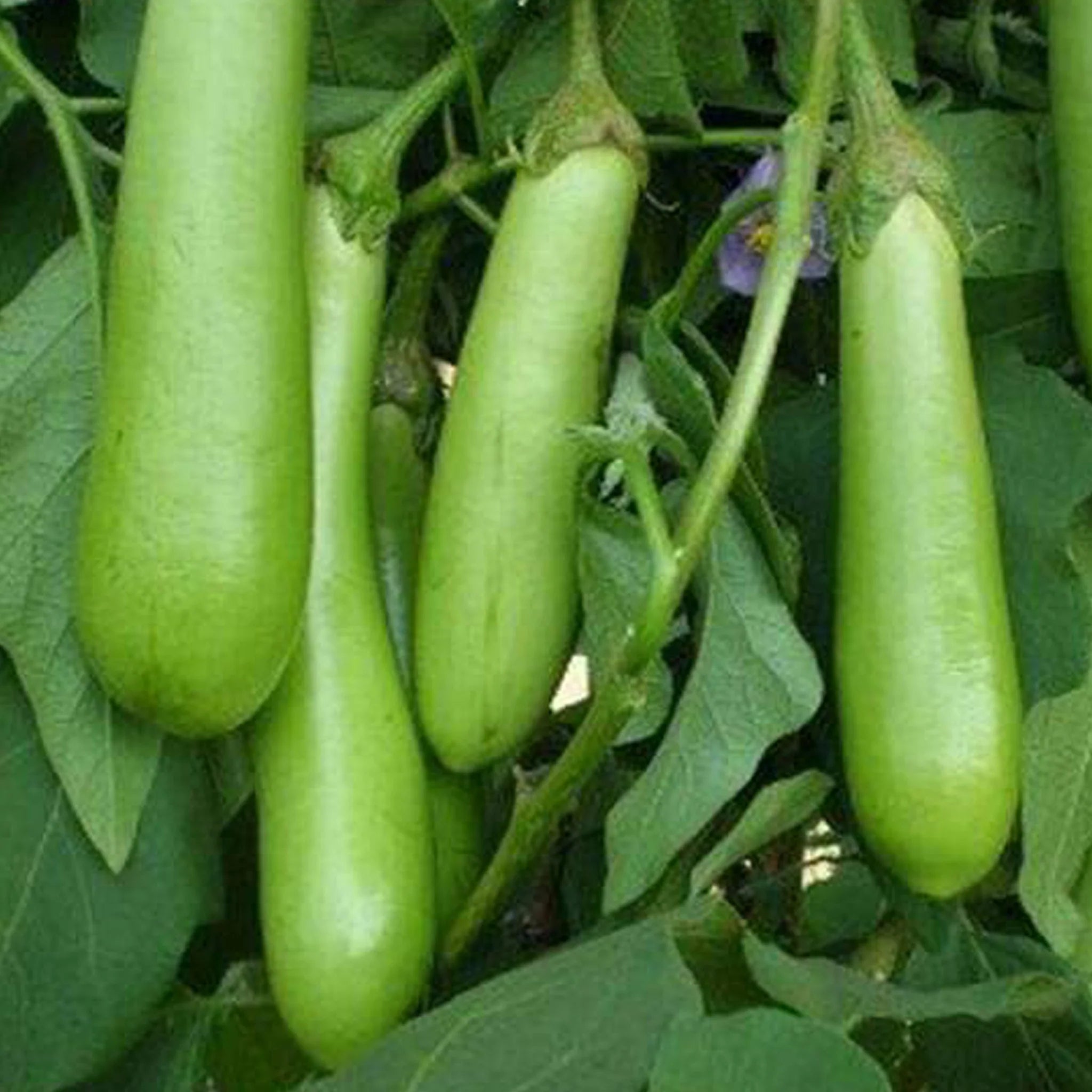 Haritha Brinjal Green Long - Premium Vazhuthana (Mannuthy Variety) - 3 Grams