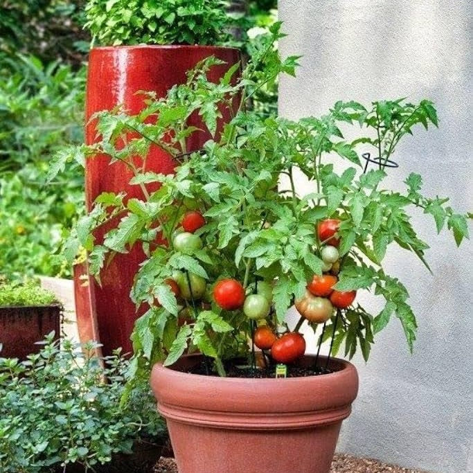 Manuprabha Tomato Seeds (Mannuthy Variety) - 1.5 Grams/ pack
