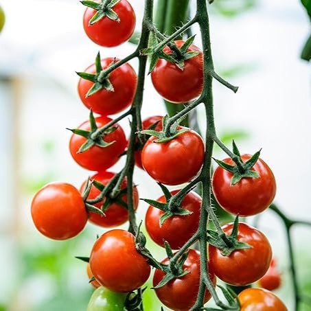 Manuprabha Tomato Seeds (Mannuthy Variety) - 1.5 Grams/ pack