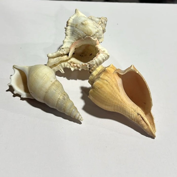 Premium Natural Sea Shell Assortment (3 Unique Varieties)