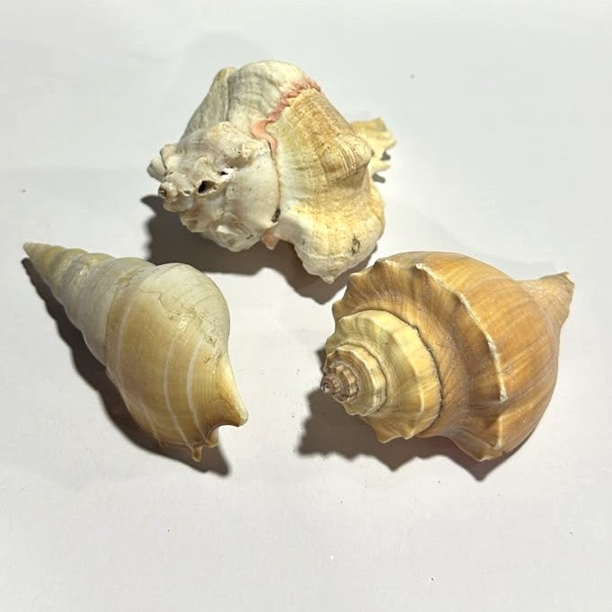Premium Natural Sea Shell Assortment (3 Unique Varieties)