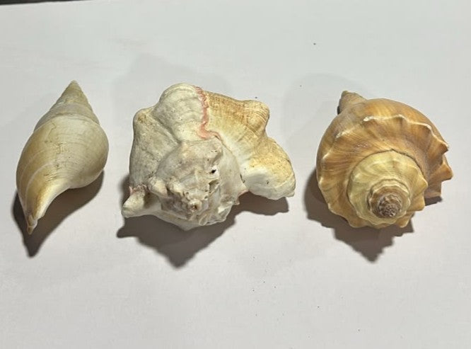 Premium Natural Sea Shell Assortment (3 Unique Varieties)