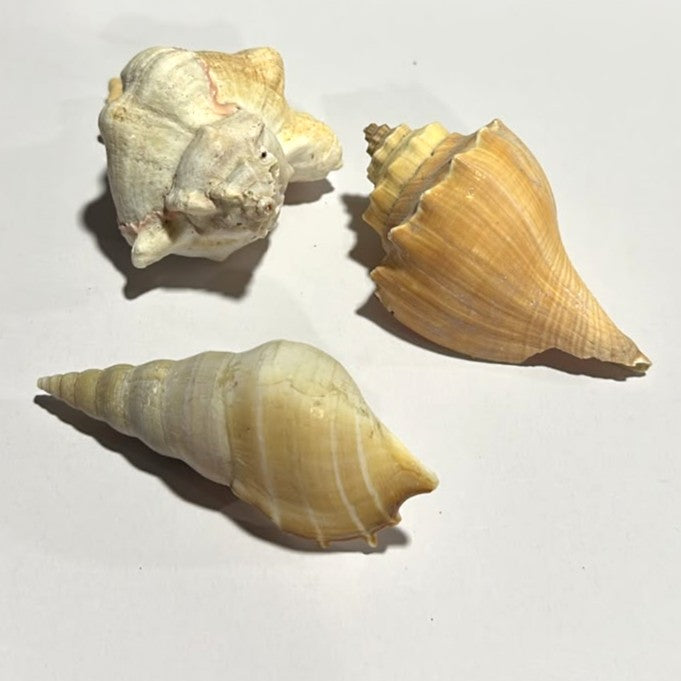 Premium Natural Sea Shell Assortment (3 Unique Varieties)