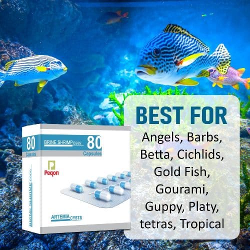 Peqon Artemia Cysts (Brine Shrimp Eggs) - 10 Capsules Strip - 7