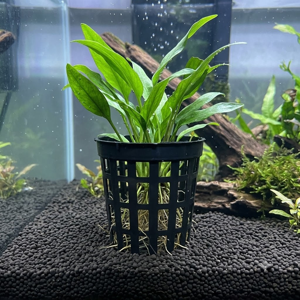Plastic Aquatic Plant Basket (Height: 5 cm) Black color