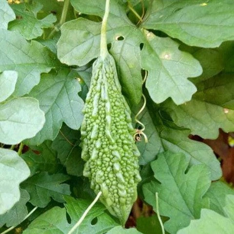 Preethi Bitter Gourd (Paval) Seeds - Premium Mannuthi Variety (15 Seeds)