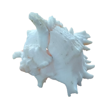 Sea Shell (Shang White Big) for Aquarium Decoration - 3