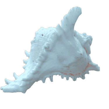 Sea Shell (Shang White Big) for Aquarium Decoration