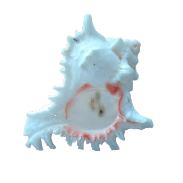 Sea Shell (Shang White Big) for Aquarium Decoration - 2