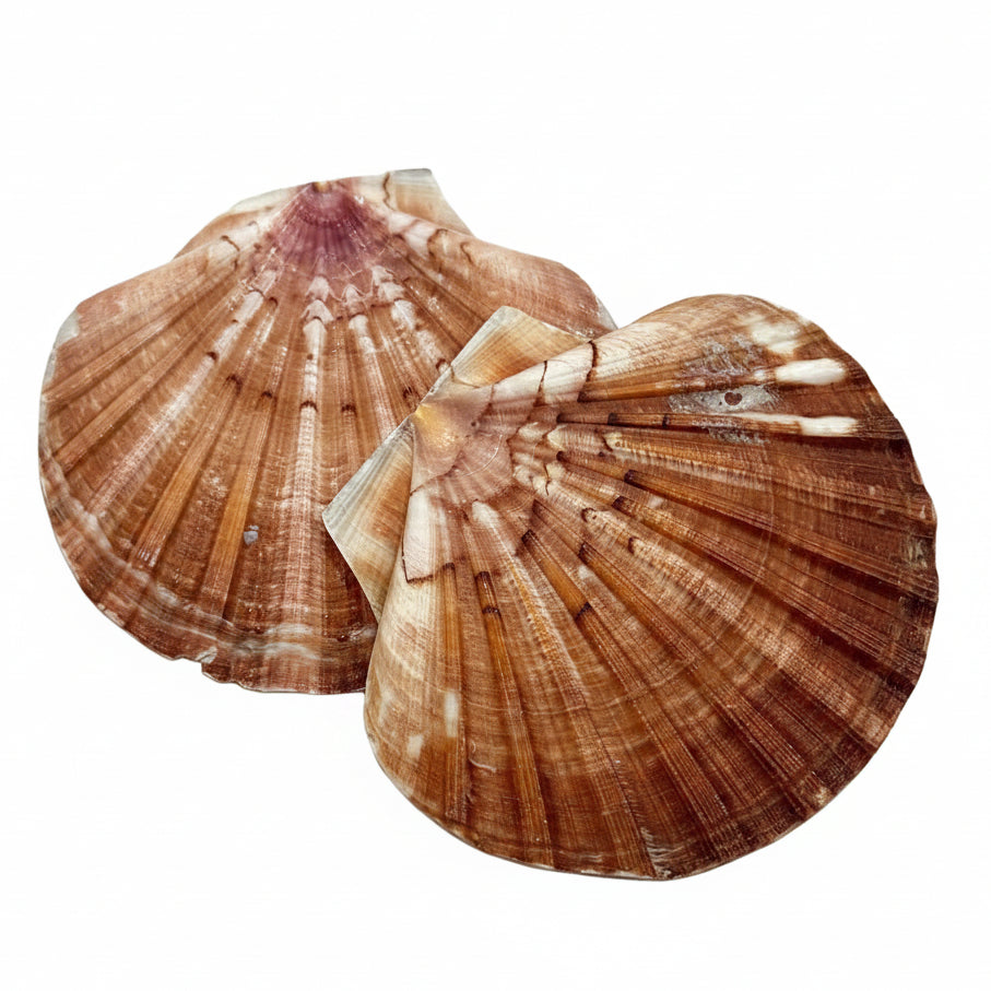 Sea Shell Brown color 2 pcs for Aquarium Decoration