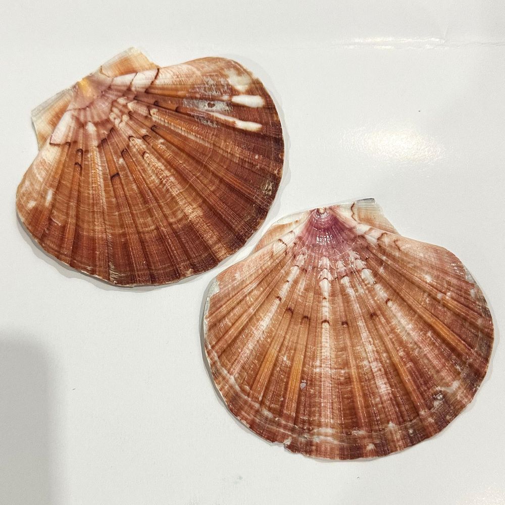 Sea Shell Brown color 2 pcs for Aquarium Decoration