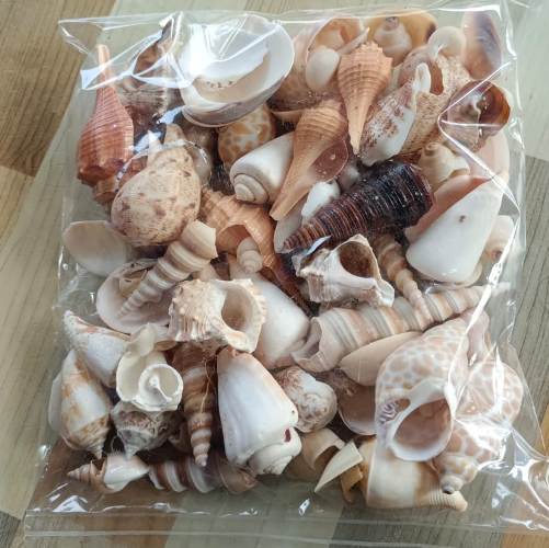 Sea Shell Mixed 500 g for Aquarium Decoration - 3