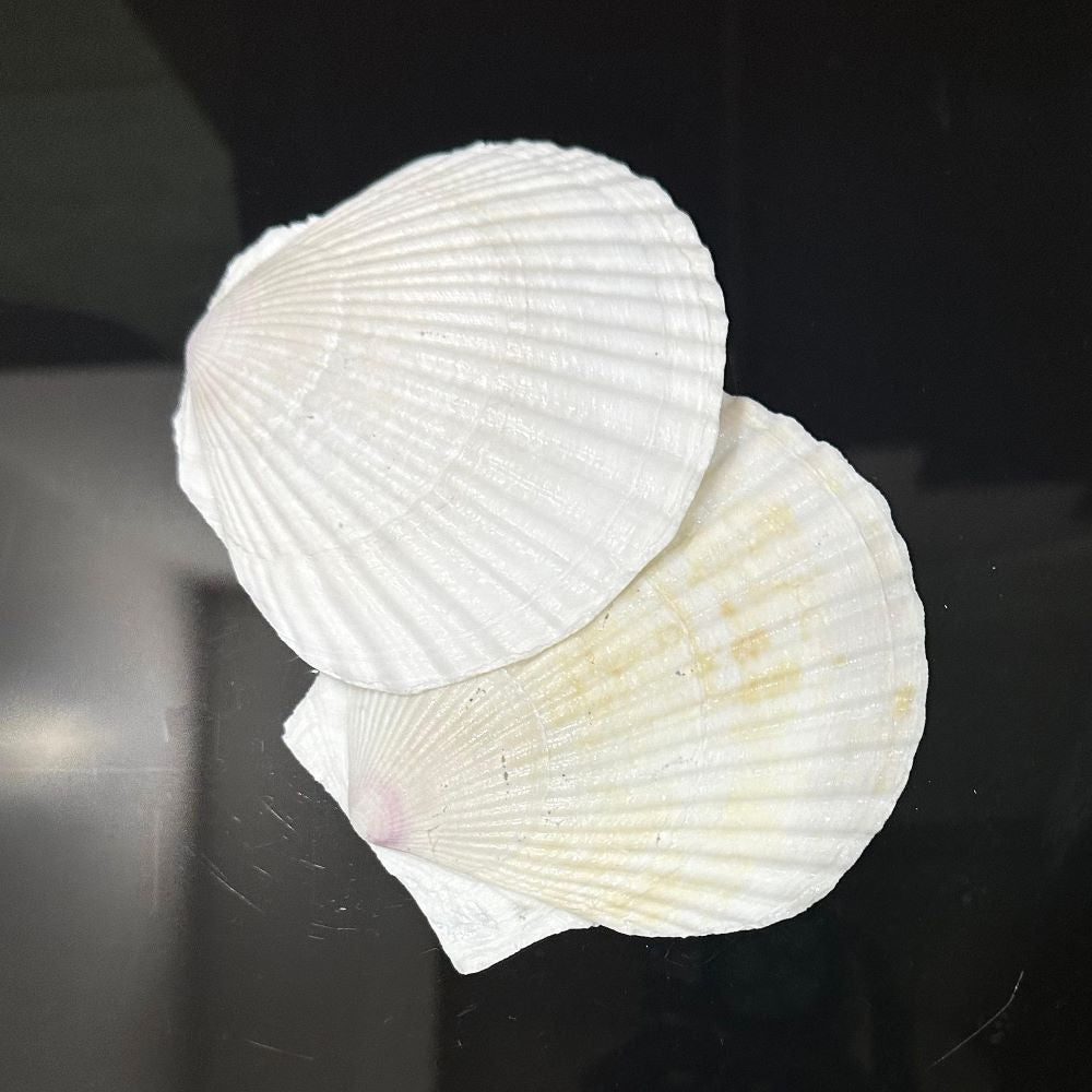 Sea Shell White color 2 pcs for Aquarium Decoration