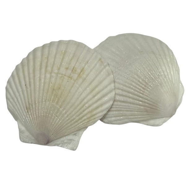 Sea Shell White color 2 pcs for Aquarium Decoration