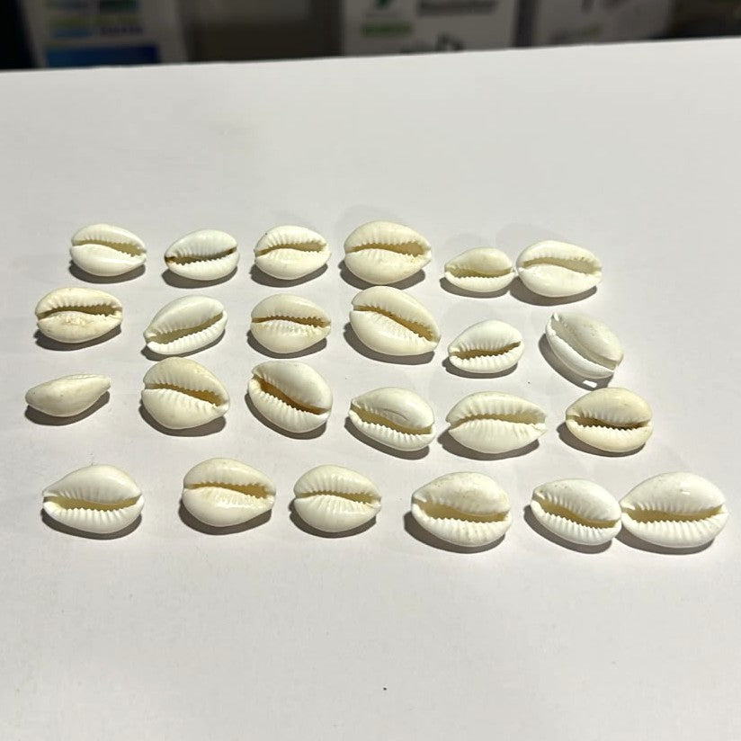Natural White Kodi Shells for Aquarium Decoration (50g / Approx: 25pcs)