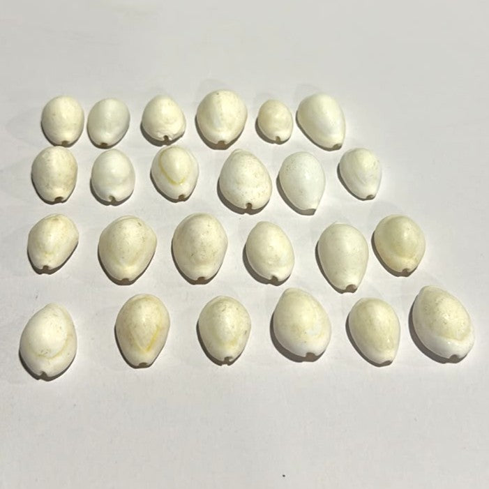 Natural White Kodi Shells for Aquarium Decoration (50g / Approx: 25pcs)