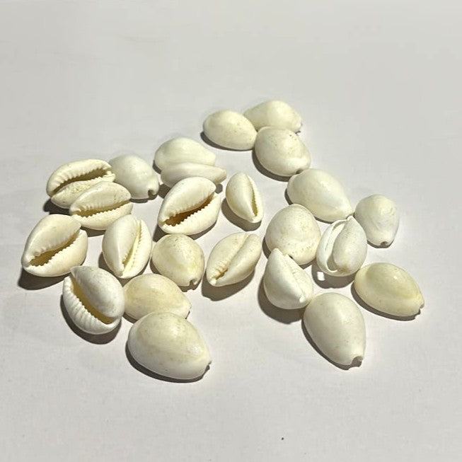 Natural White Kodi Shells for Aquarium Decoration (50g / Approx: 25pcs)