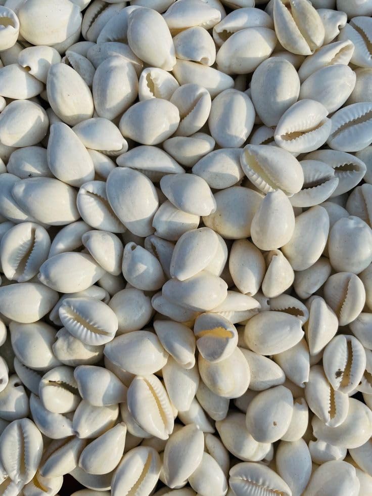 Natural White Kodi Shells for Aquarium Decoration (50g / Approx: 25pcs)