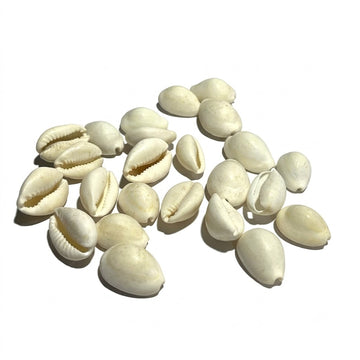 Natural White Kodi Shells for Aquarium Decoration (50g / Approx: 25pcs)