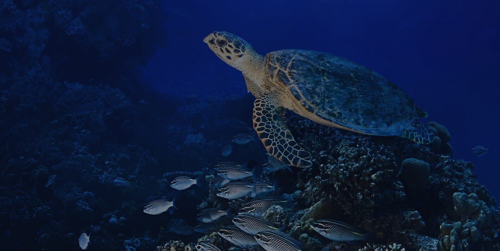 slider image 1621243260e1af0c20-0