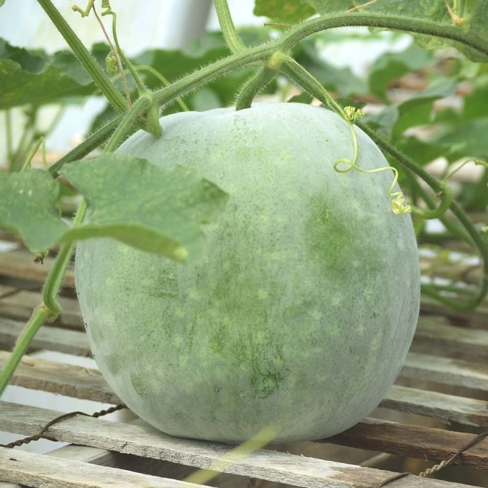Thara Ash Gourd (Kumbalam) Seeds - 60 Premium Mannuthy Variety Seeds