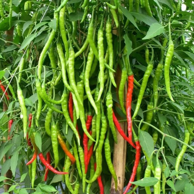 Ujwala Chilli Seeds (Mannuthy Variety) - 2.5 Grams/pack