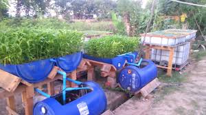 setup a fish pond in aquaponics fish farming - onyx aqua farm
