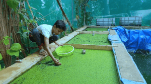 Azolla collecting for feed the fishes