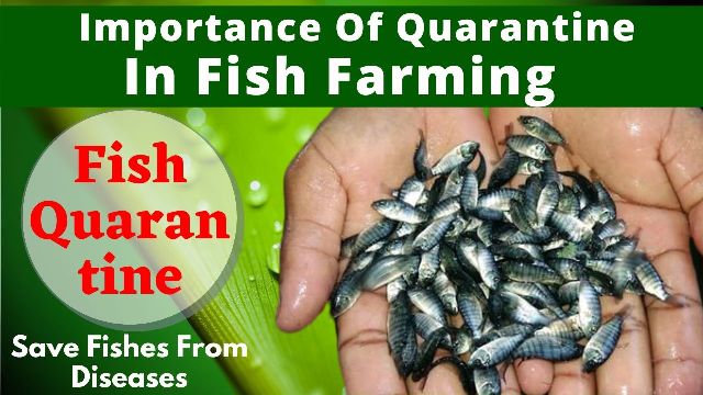 Importance of quarantine in Fish Farming