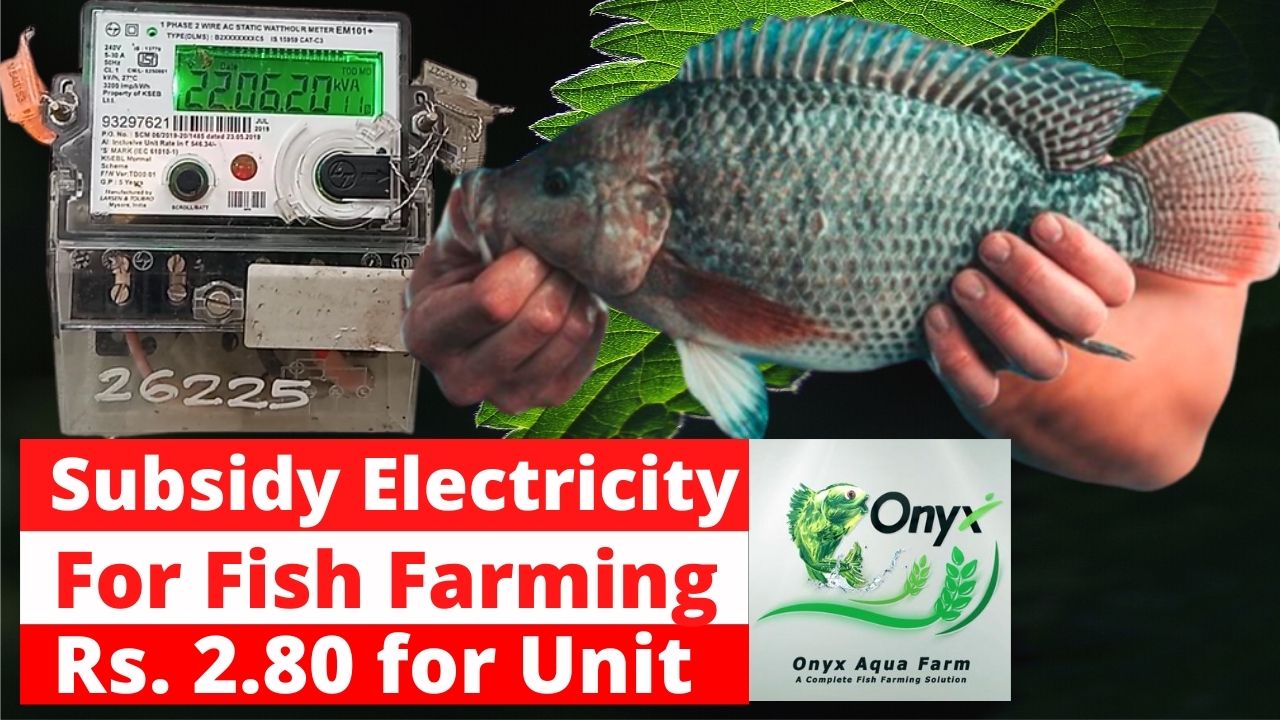 Subsidy Electricity for Fish Farming In Kerala